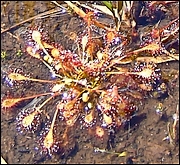 Plantes carnivores non loin du gite en bretagne